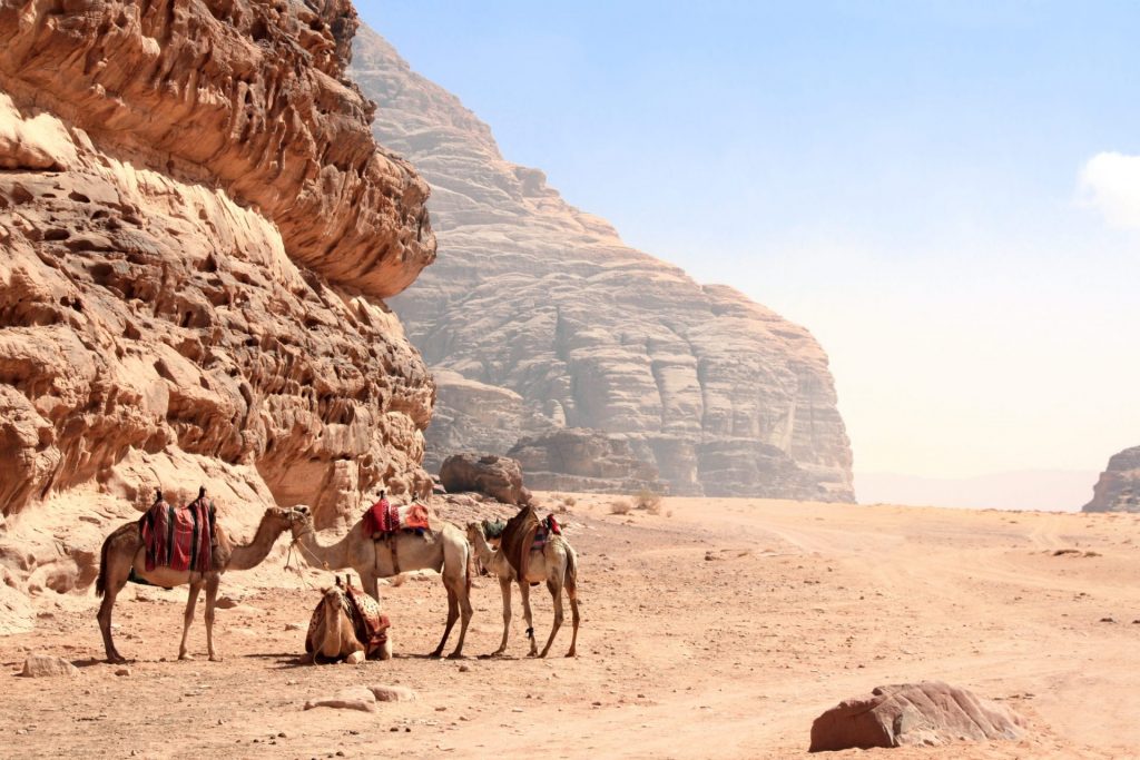 Four camels in the desert in Jordan