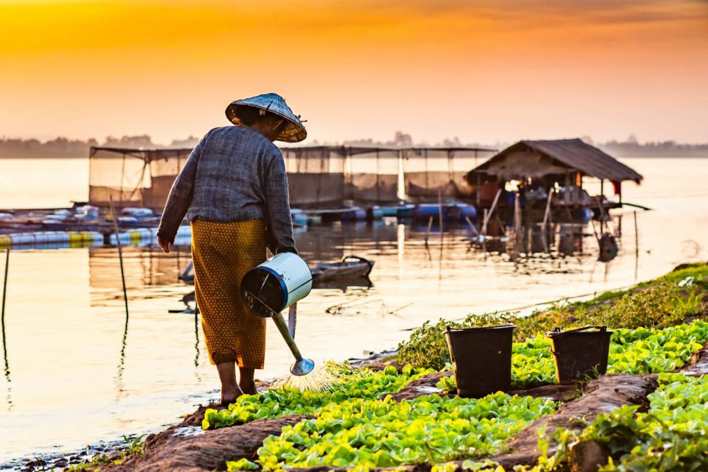 Woman watering crops along the bank of Mekong River