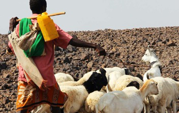 A pastoralist with his goats