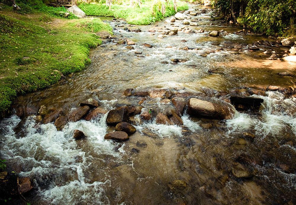 flowing river in the forest