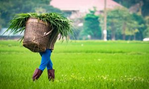 Vietnamese woman carrying rice plants in fields