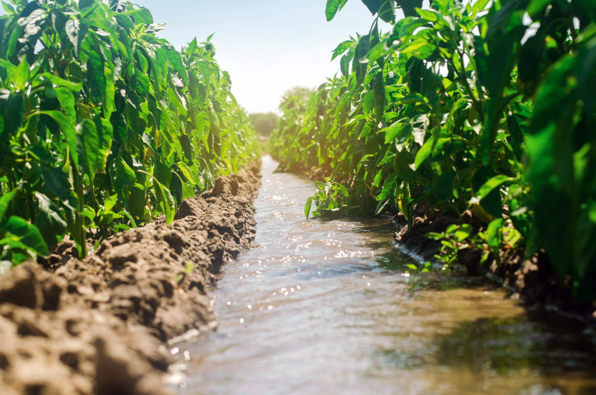 Irrigation of peppers in the field. Traditional natural watering. Eco-friendly products. Agriculture and farmland. Crops. Ukraine, Kherson region. Growing organic vegetables. Soft selective focus