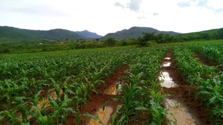 field with ridges where water is gathering as crops grow