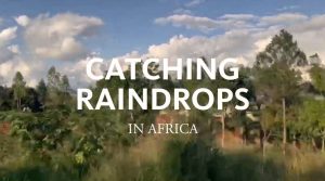 Screenshot of the short film: Catching Raindrops in Africa white text on African vegetation background