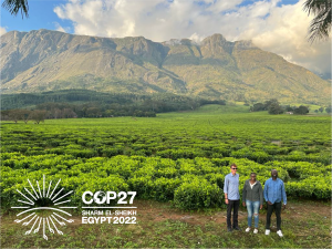 Anton Earle, Xanani Baloyi and Kasonde Mulenga - SIWI's Africa Regional Centre team - standing in front of a crop field