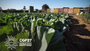 Filed of cabbage like crop with a close up shot and a logo of COP 27 on top.