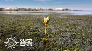 A young mangrove growing in the seagrass beds of Jawbone Sanctuary in Victoria, Australia.