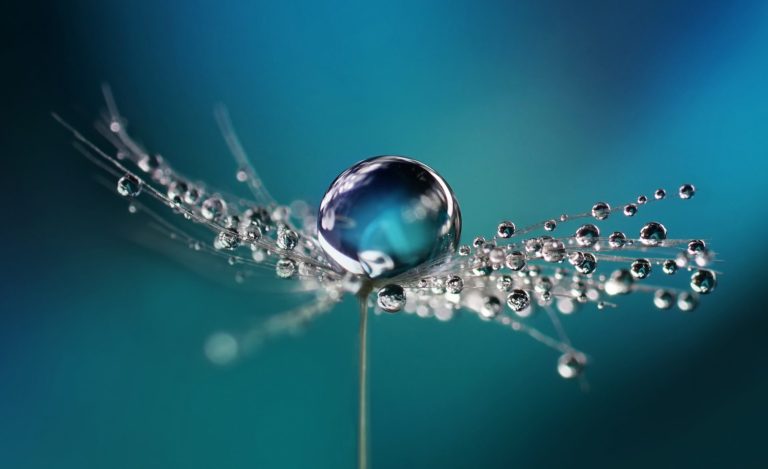 Macro view of a water droplet in balance on a parachutes dandelion on a metal blue / teal blurry background
