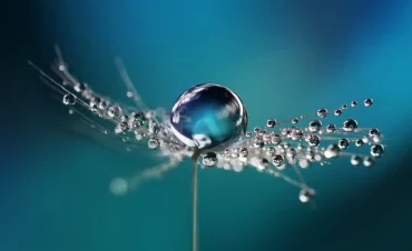 Macro view of a water droplet in balance on a parachutes dandelion on a metal blue / teal blurry bac
