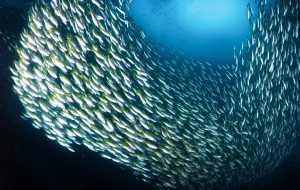 Tight shoal of fish in the deep ocean