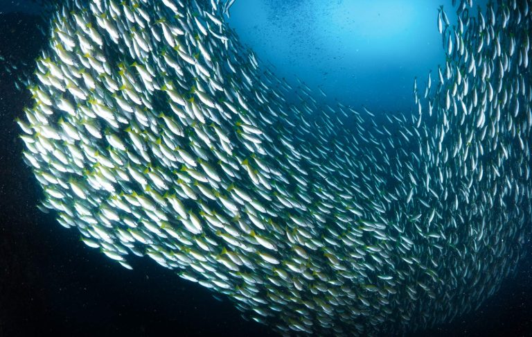 Tight shoal of fish in the deep ocean