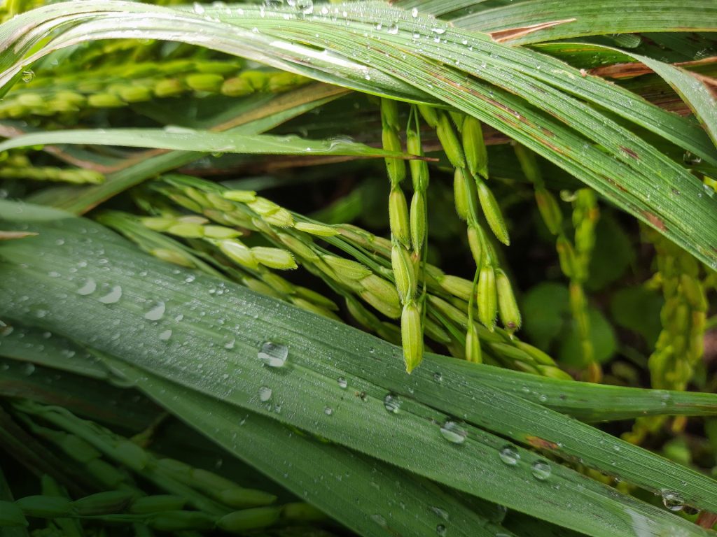 Close up image of crop with drops of rain
