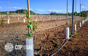 Young trees planted in line with irrigation pipes at the bottom