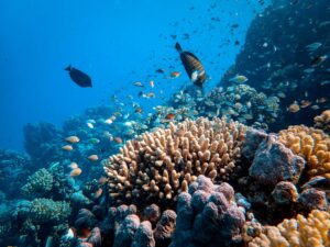 Undersea view of fish swimming around a colourful coral reef