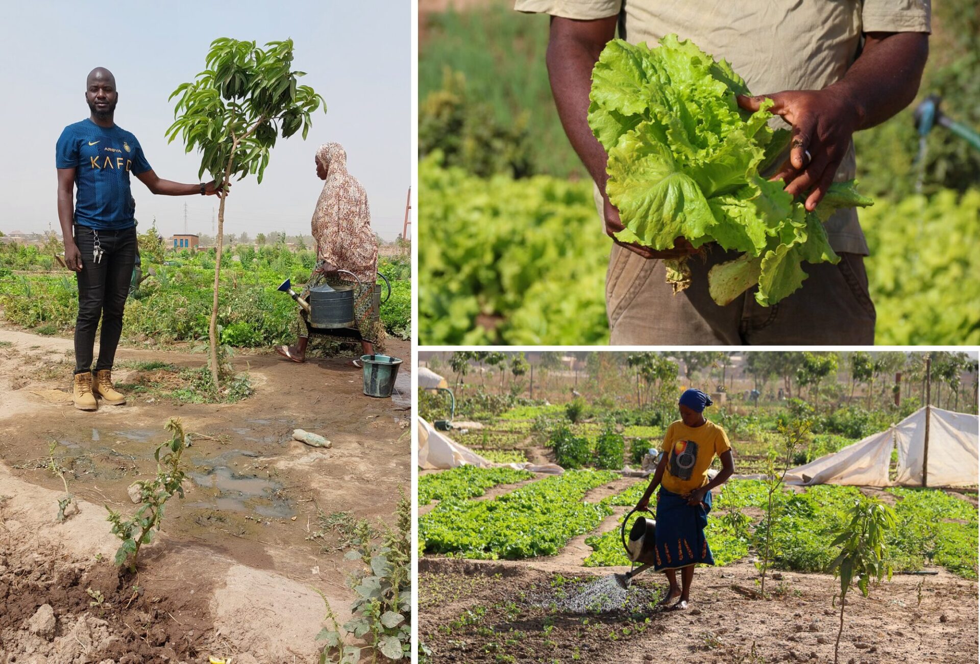 Collage of 3 photos of the LoCoFoRest project in Burkina Faso: Left: person standing beside a young tree plant. Top right: close up of someone's hands holding a green, fresh lettuce. Bottom right: a person watering a line of crops with a watering can.