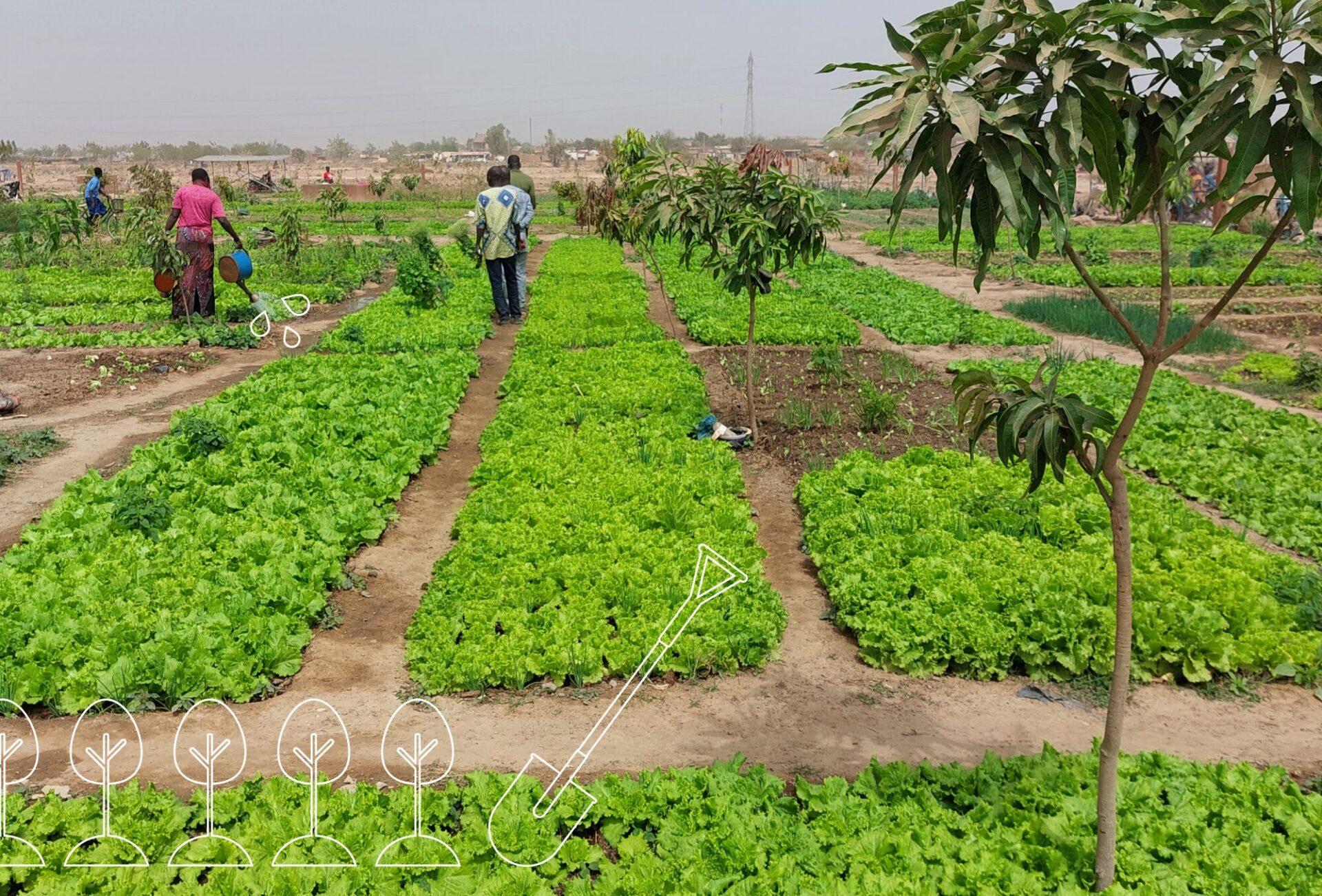 Community garden in Ouagadougou, Burkina Faso with green plantation sand trees in the foreground and 3 people taking care of the plants in the background