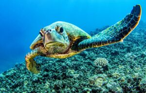 Underwater sea turtle