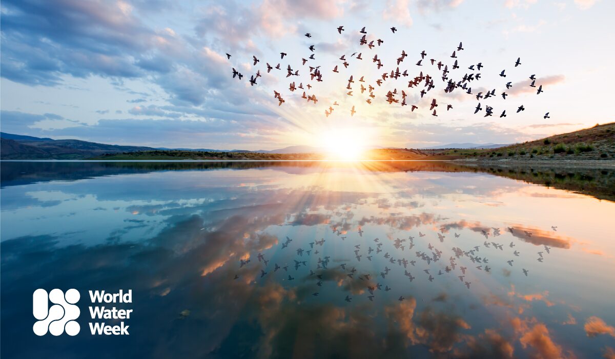 Peaceful body of water at sunset with a flock of birds in the background