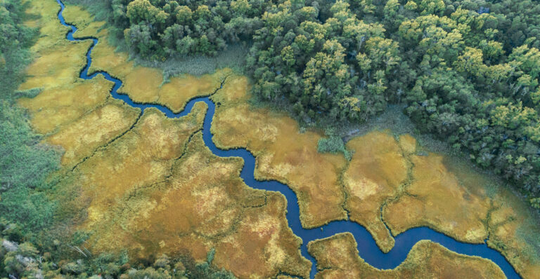 Meandering river areal view surrounded by lush green forest