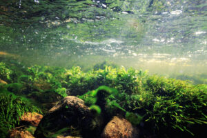 Underwater,Scenery,,Algae,,Clean,Clear,Water,,Mountain,River,Cleanliness