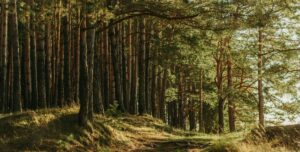 Irina Iriser on Unsplash