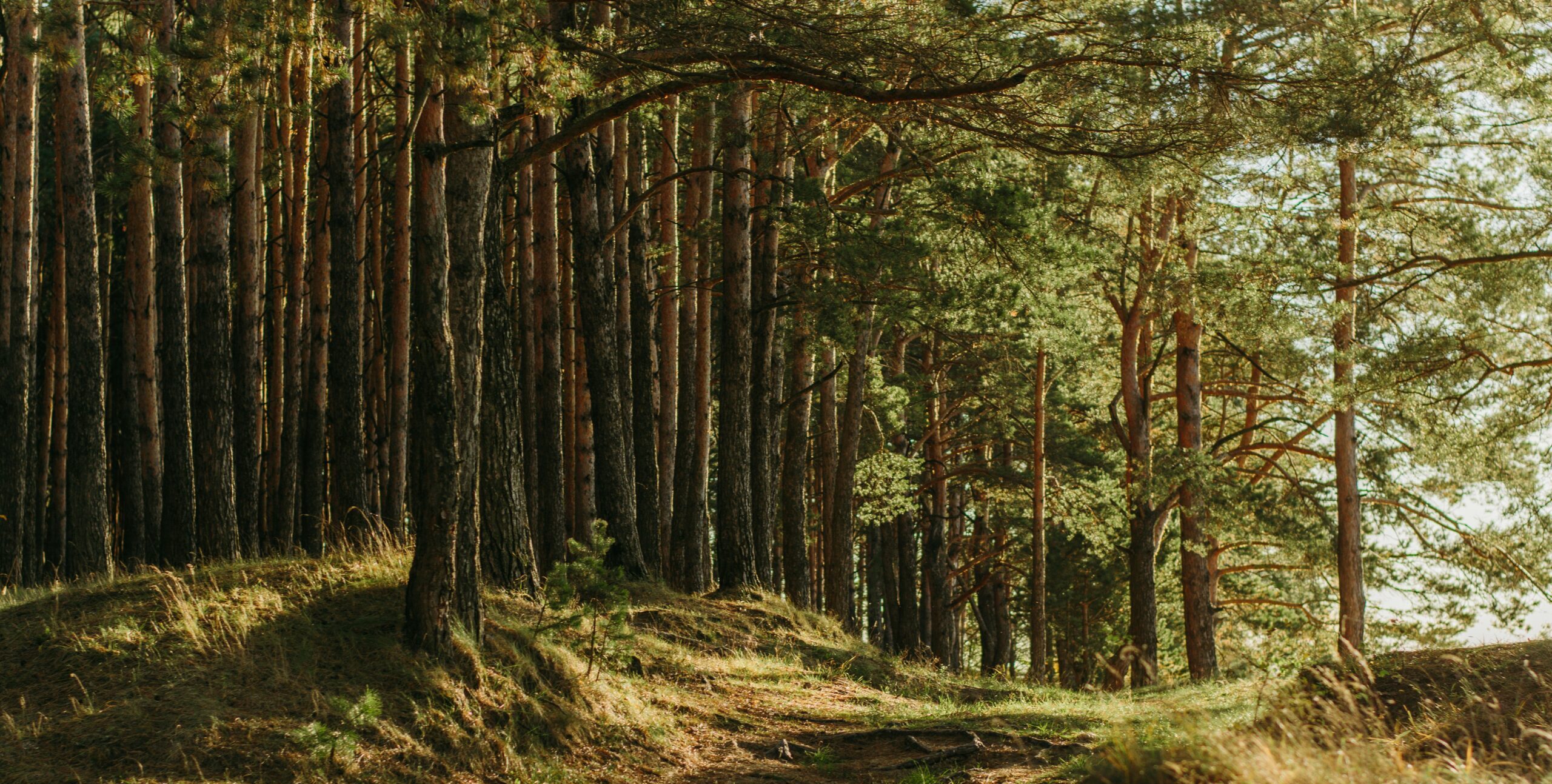 Irina Iriser on Unsplash